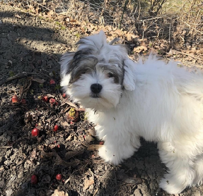 Lowchen puppies available