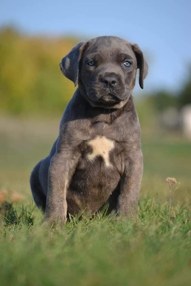Cane corso puppies available now