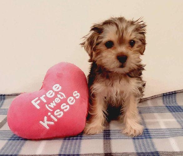 Male  Female Tamed Yorkies in Need of a Second Home