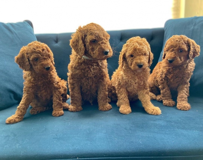 Golden doodle puppies 
