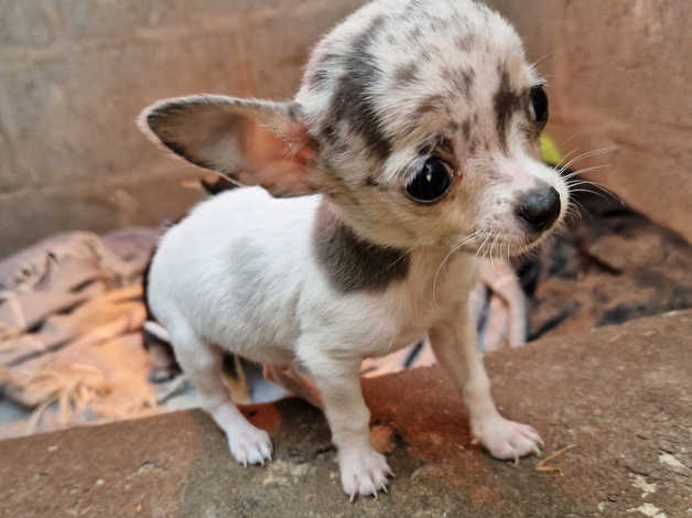 chihuahua pups CONTACT 561 870-0125