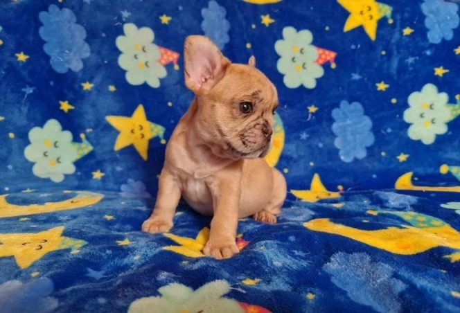 French Bulldog Puppies 626 655-1287