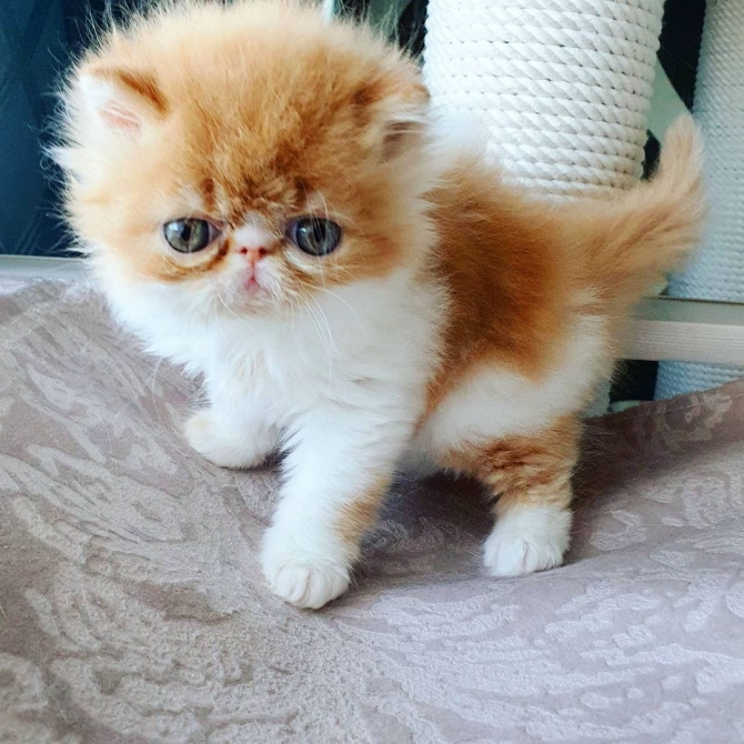 Purebred Persian Kittens 4Sale
