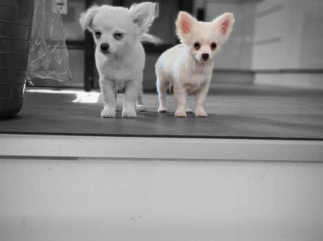 Gorgeous chihuahua puppies CONTACT 561 870-0125