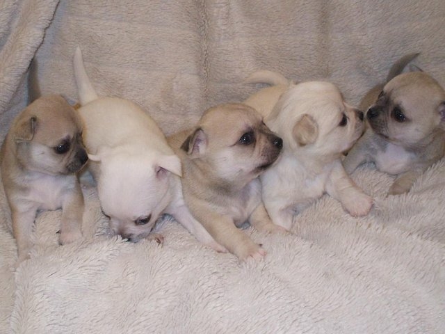 Teacup Chihuahua Puppies 561 870-0125