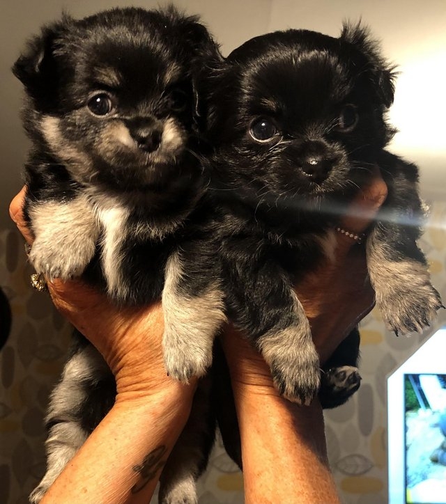 Ready now! Stunning chihuahuas CONTACT 561 870-0125