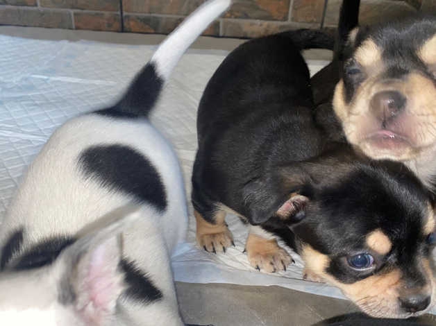 Chihuahua Puppies Ready Now Looking For Forever Homes CONTACT 561 870-0125