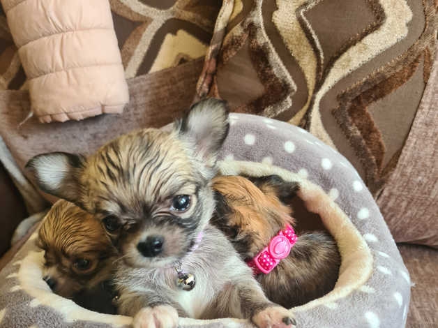 Chihuahua puppies CONTACT 561 870-0125