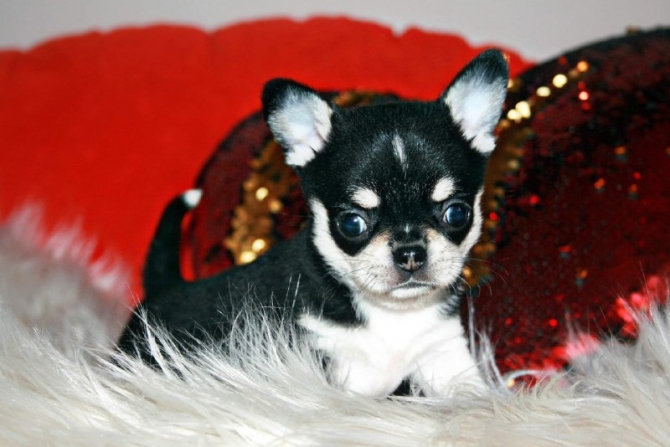 lovely male and female Tea-Cup-Chihuahuas puppies CONTACT 561 870-0125