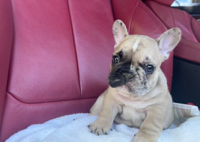 French Bulldog more contact 626 655-1287 for more 