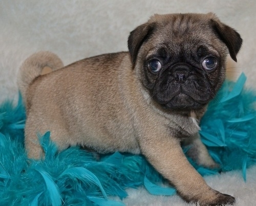  Cute And Lovely Pug Puppies TextCall ?1402 302-1608?