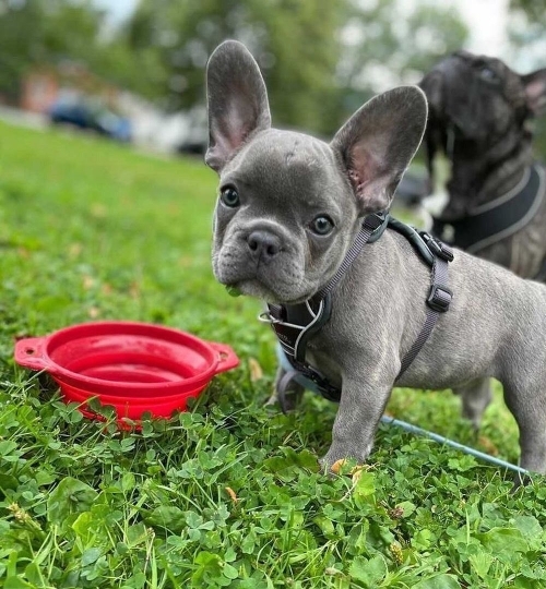 French Bulldog Puppies for sale  TextCall ?1402 302-1608?