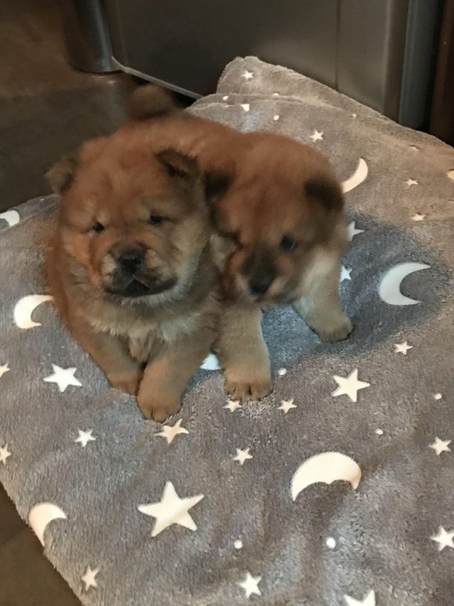 Purebred Perfect Red Chow Puppies