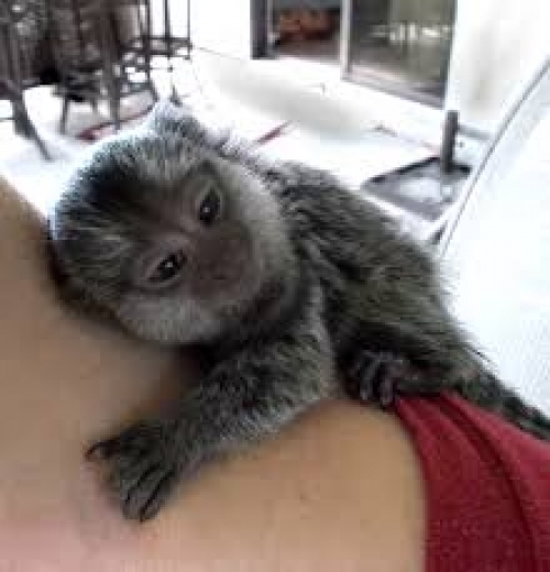 Very Cute And Pretty Baby Marmoset Monkeys, ?1402 302-1608?