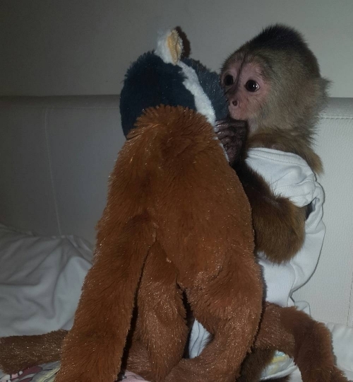  Cute Little Female Capuchin monkey for sale ?1402 302-1608?