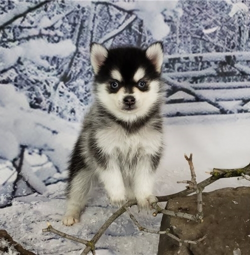 We Have Pure Breed AKC Registered Male And Female Pomsky Puppies