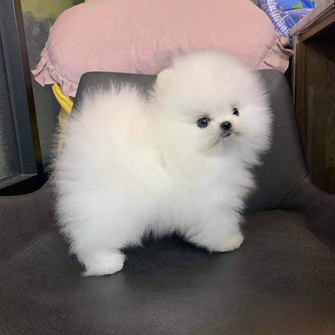 Absolutely Charming Pomeranian with 5 generation