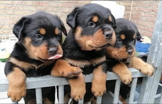 available a male and 2 females. Rottweiler