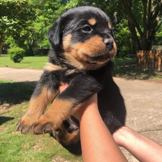 10 weeks old Rottweiler puppy now ready for sale 