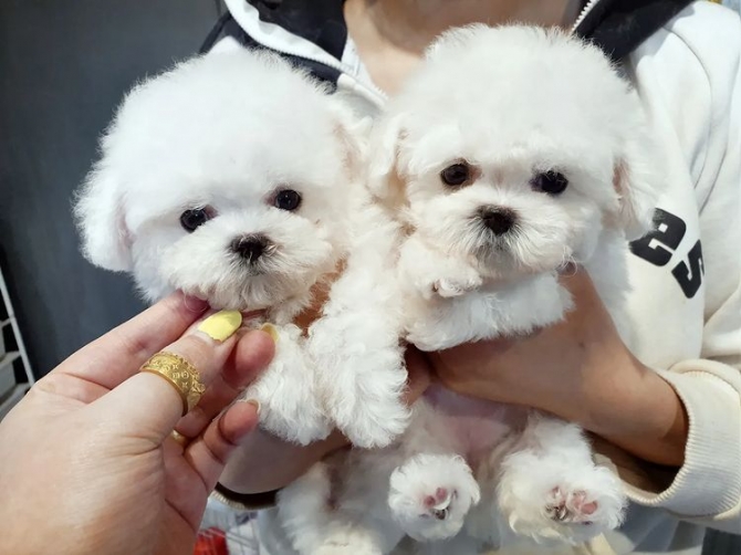 Beautiful Bichon frise Puppies for adoption 