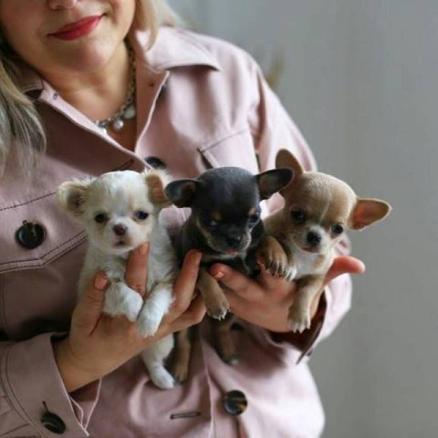 chihuahua puppies available!