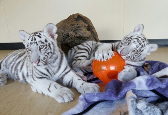 Cheetah, Tiger, White Lion, Leopard ,jagaurs Leopards Cubs, Cheetah Cubs, Tiger Cubs  For Sale Txtcall  1415 723 0314
