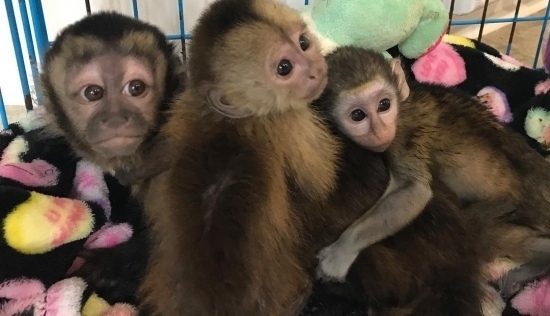 Baby capuchin monkeys for adoption 