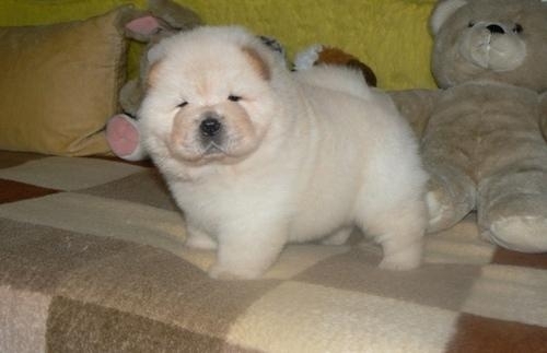Two Chow Chow Puppies text via 903 378-9539 