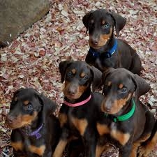 Doberman pinchers puppies available and ready to go now ?619 512-9048? 