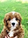 Cute cavapoo puppies for sale