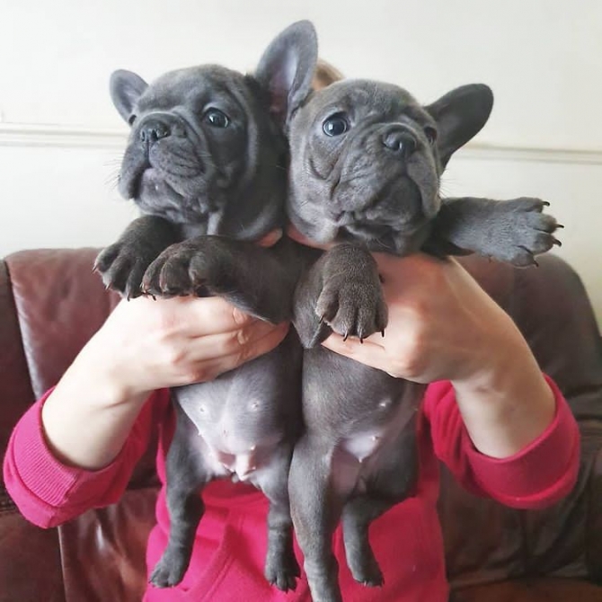 French bulldog puppies for adoption 