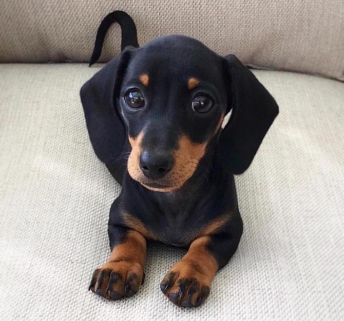 Affectionate Dachshund Puppies Ready Now Text {408} 502 _ 8658