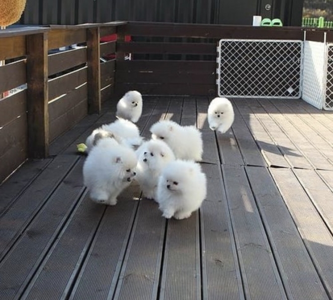 Cute Pomeranian Pups