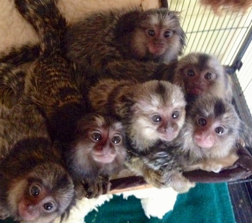 Capuchin baby ???? monkeys