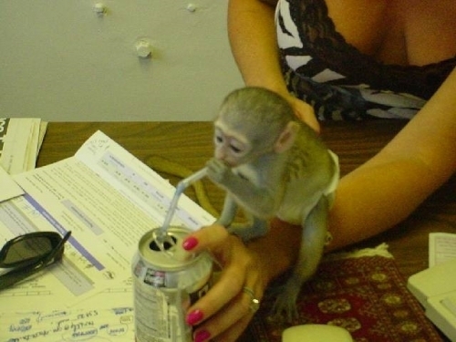 Capuchin Baby ???? Monkeys