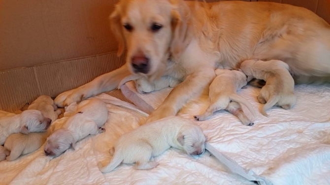 We Have Both Male And Female Golden Retriever Puppies  contact - 1704_326-1479 Casper, Allendale, Bar Nunn 