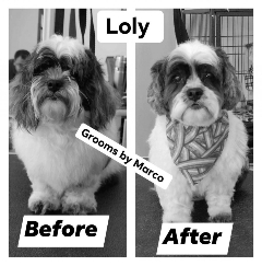 The Most Luxurious Services For Dogs - Dog Grooming Services Chicago