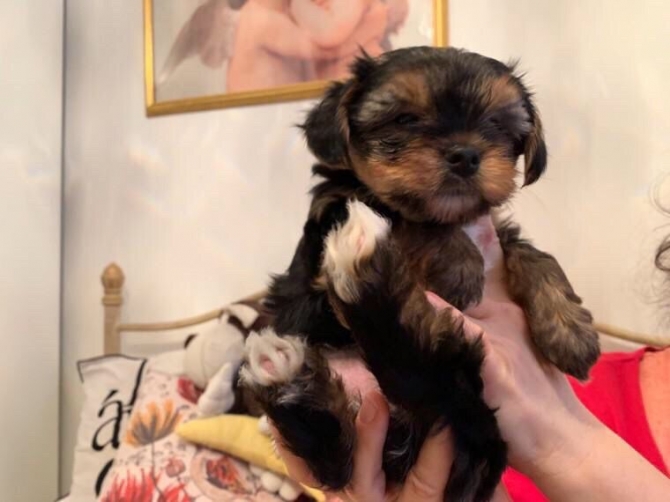 Beautiful Yorkie Puppies for a loving home