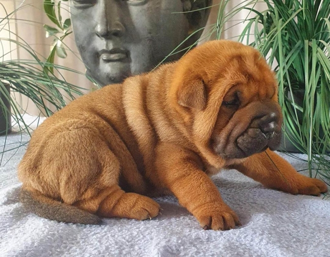 Purebred Chinese Shar Pei Puppies For Sale https:www.christmassharpie.comavailable-puppies