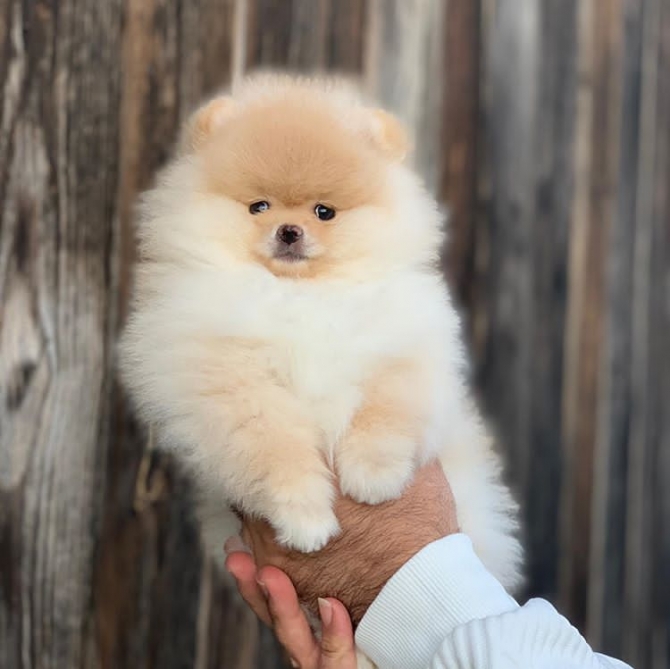 Pomeranian Puppies available 