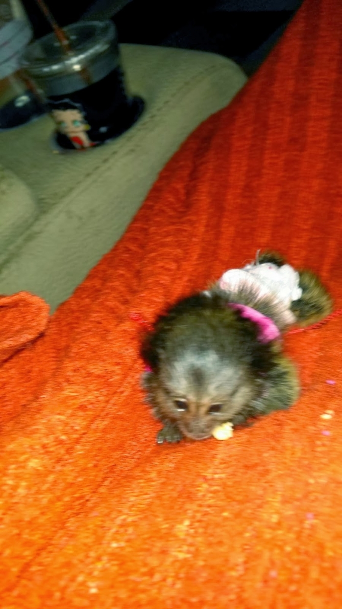 Giving out my Baby Marmoset Princess