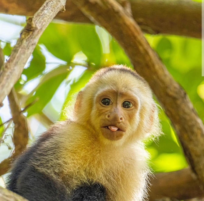 Capuchin monkeys 