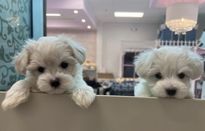 Ready to go Maltese Pups available 