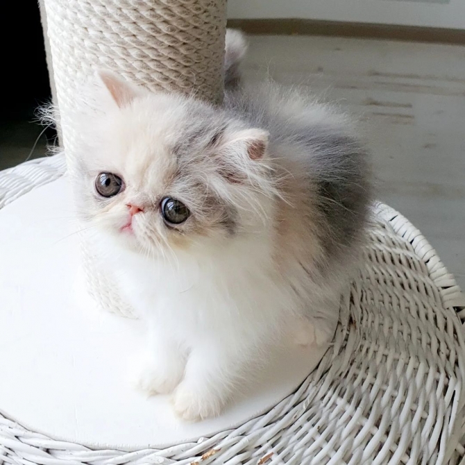 Lofo Female Persian Kitty for New Homes