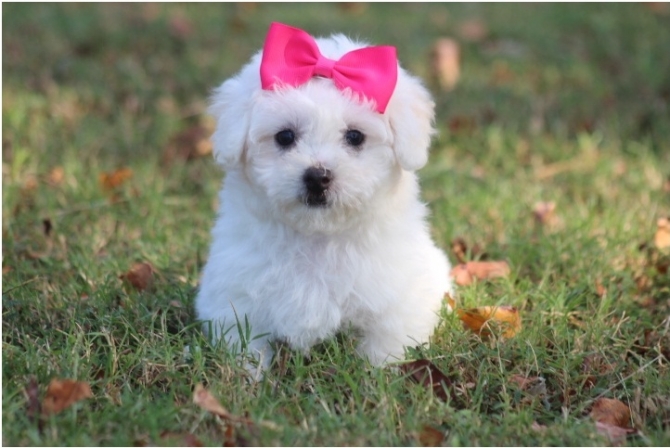 Cute Bichon Frise Puppies Available for sale