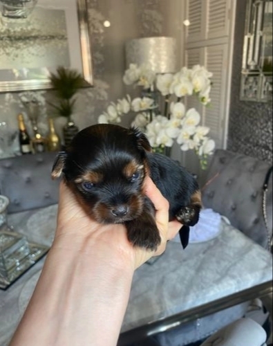 Amazing Yorkshire Terrier Puppies Available Cheap 