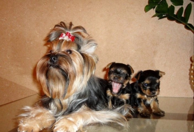 Vaccinated Yorkshire Terrier Puppies Available 