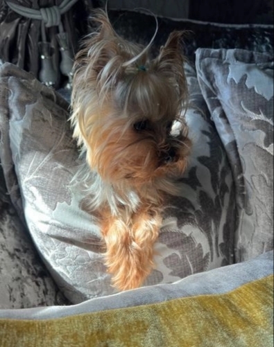 Perfect Yorkshire Terrier Puppies Available 