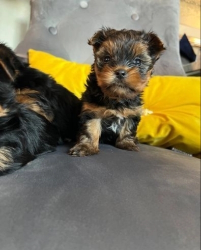 Toilet Trained Yorkshire Terrier Puppies Available 