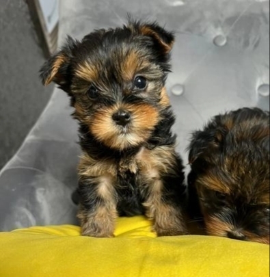 Miniature Yorkshire Terrier Puppies Available 